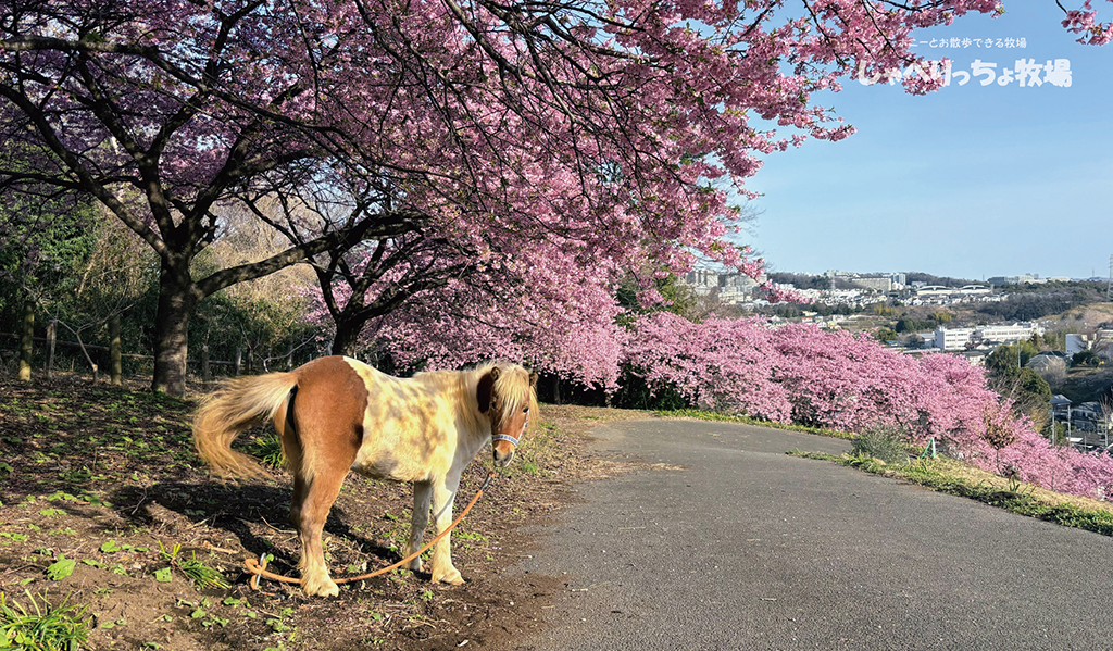 春爛漫、満開の河津桜と花粉症