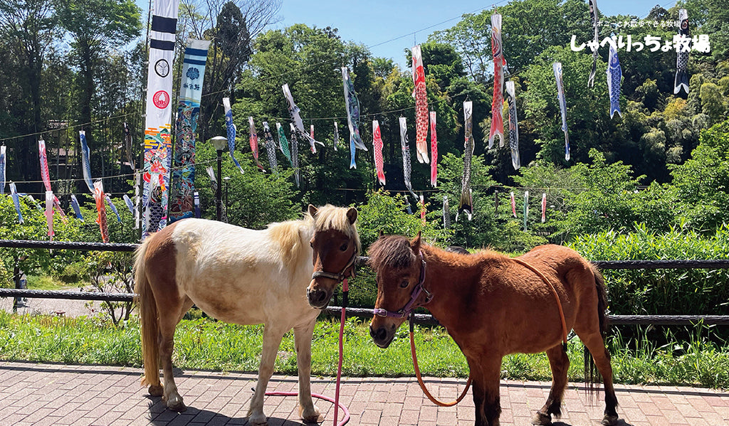アルファ、こいのぼりの公園で アイドルになる?!
