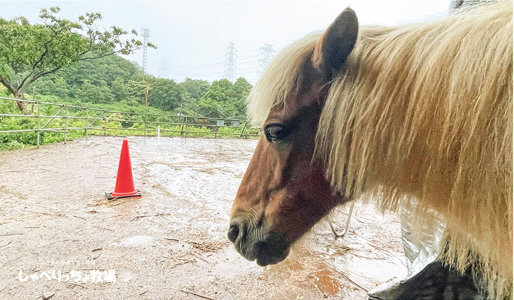 雨の日のポニーたち