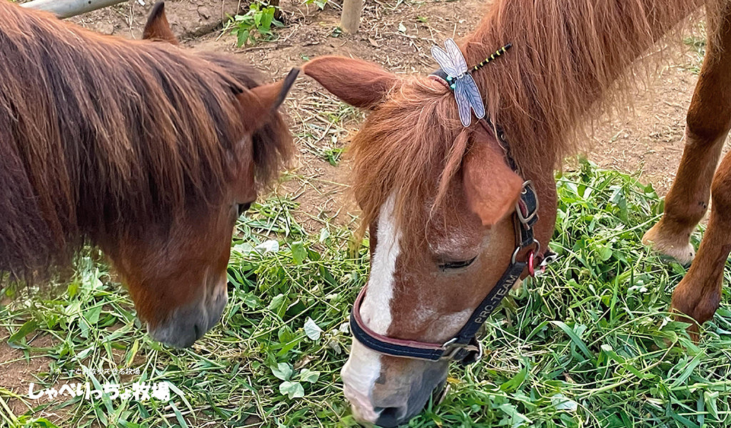 ロダとオニヤンマ