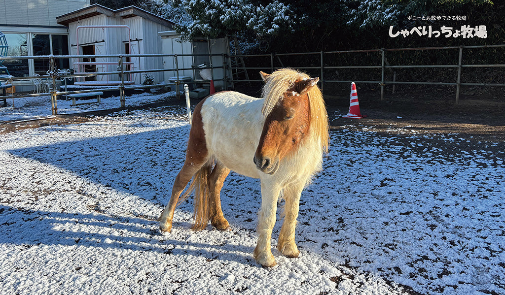 うま年、正月は初雪と初詣