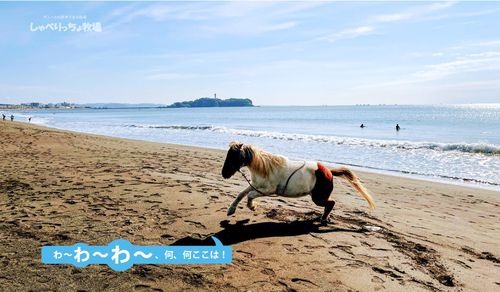 アルファ海にゆく！ - POLO BCS（ポロ・ビーシーエス）