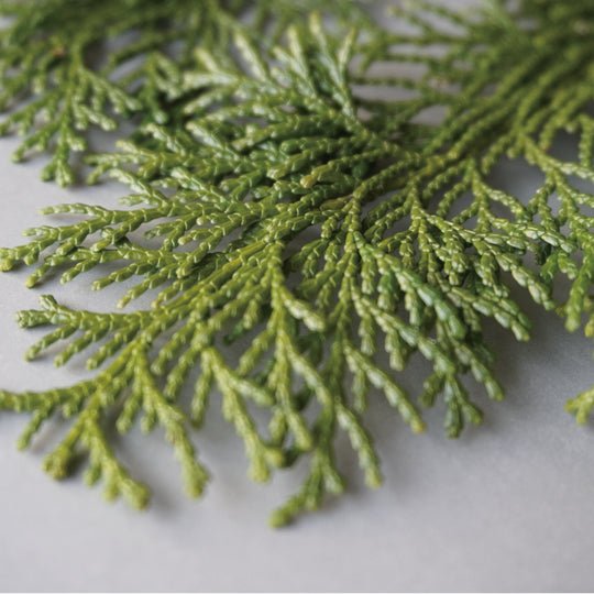 【POLO WOOD】エッセンシャルオイル　吉野ひのき　10ml