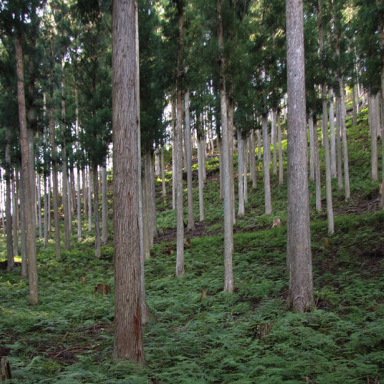 【POLO WOOD】エッセンシャルアロマオイル　吉野杉　10ml