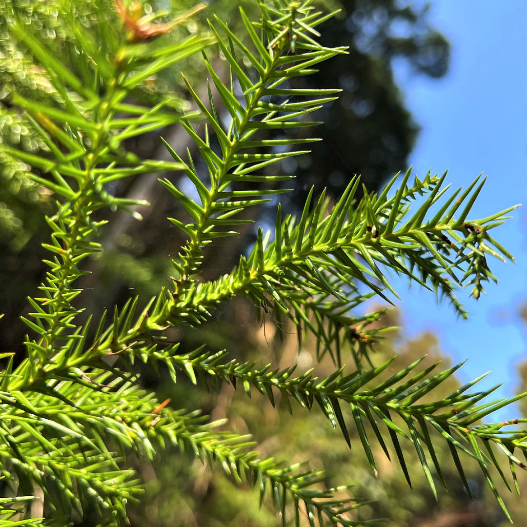 【POLO WOOD】エッセンシャルアロマオイル　吉野杉　10ml