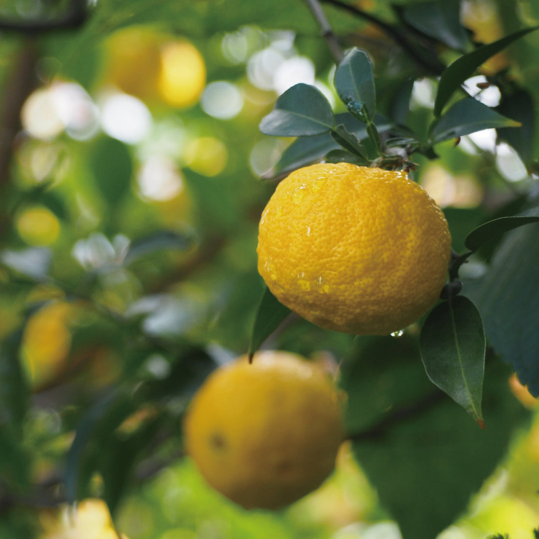 【POLO WOOD】エッセンシャルオイル　吉野ひのき+柚子