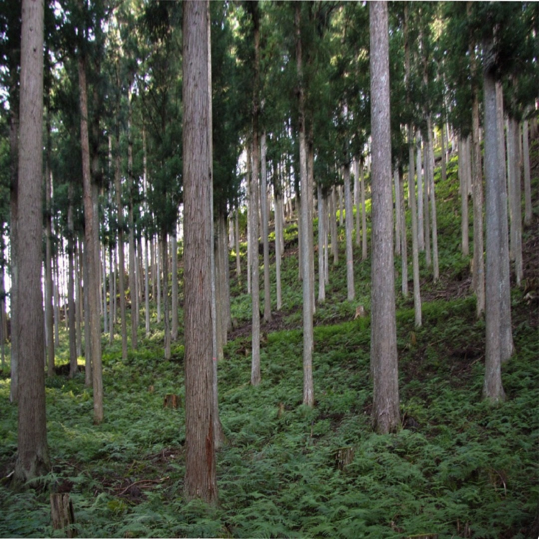 【POLO WOOD】吉野ひのき国産割り箸・10膳