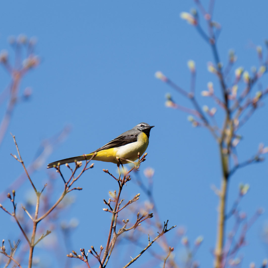 【POLO WOOD】吉野ひのき・バードコール（革紐付き）